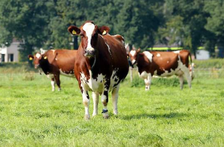 Veehouderij licentiecursus verlenging onderdeel: Teelt